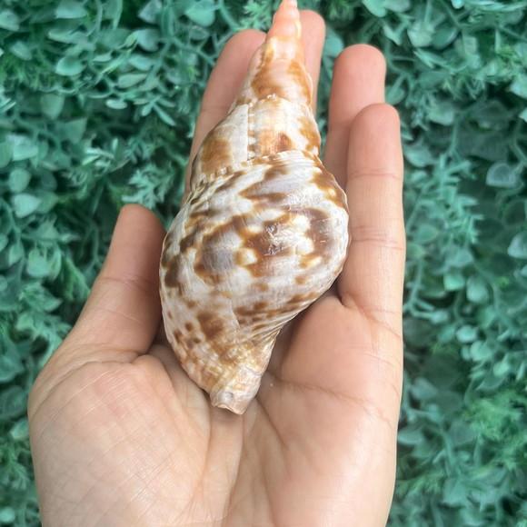 Concha do Mar Charonia Variegata Cod 03