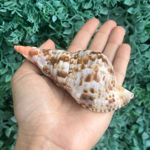 Concha do Mar Charonia Variegata Cod 05