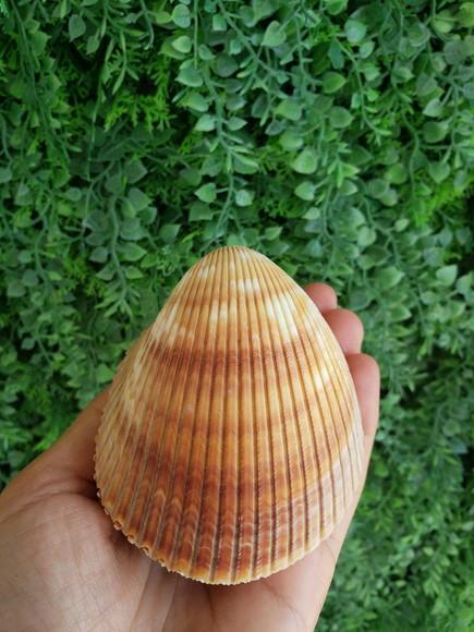 Concha do mar cod 01