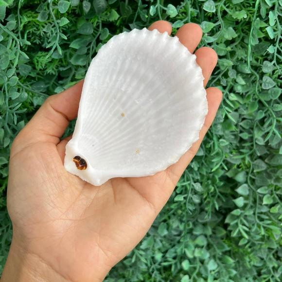 Concha do Mar Cod 01