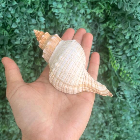 Concha do Mar Cod 04