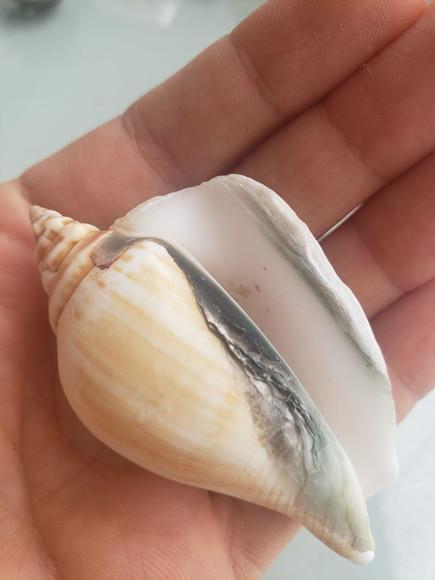 Concha do Mar Cod 15