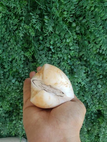 Concha do Mar Cod 185