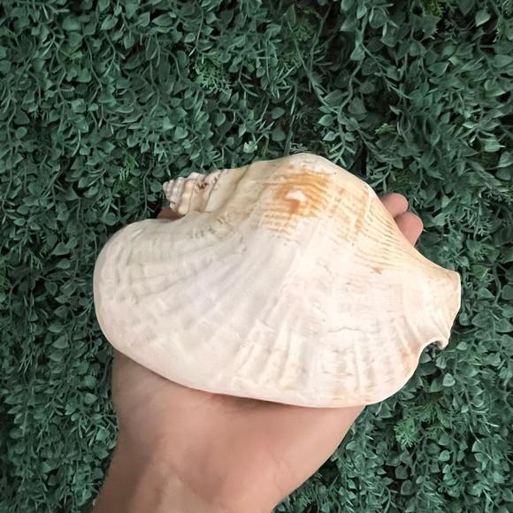 Concha do Mar Cod 17 Latissimus