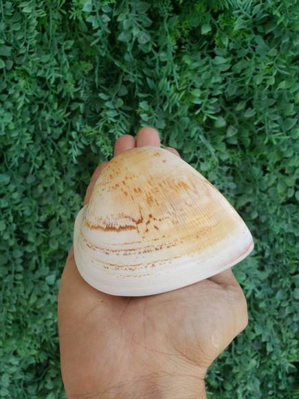 Concha do Mar Cod 185