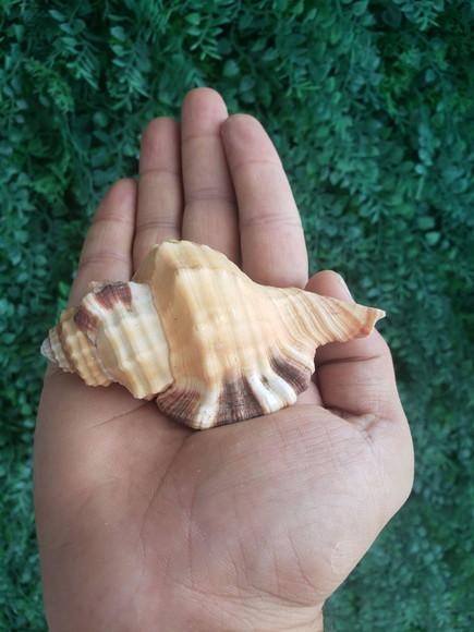 Concha do Mar Cod 193