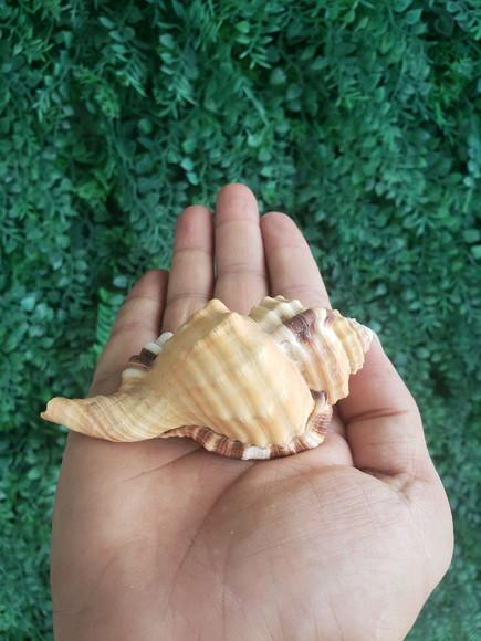 Concha do Mar Cod 193