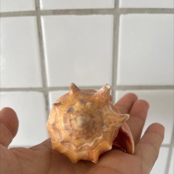 Concha do Mar Cod 36
