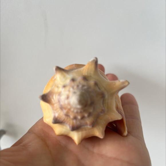 Concha do Mar Cod 35