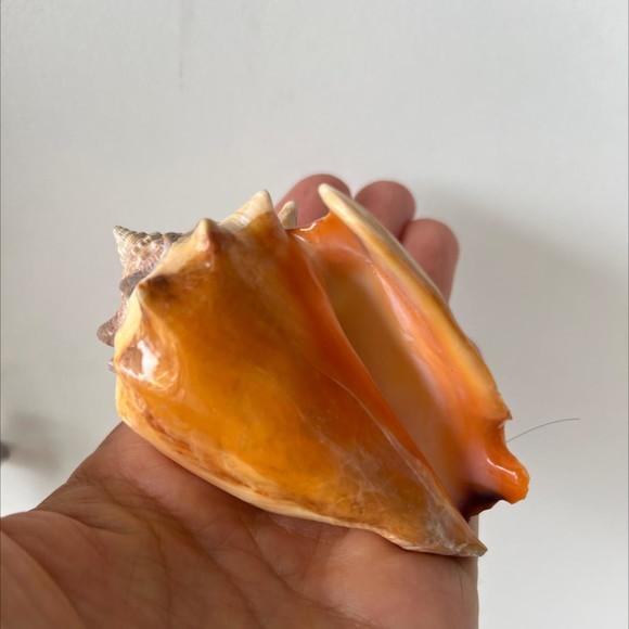 Concha do Mar Cod 35