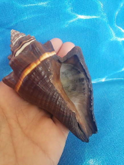 Concha do mar cod 34 Voluta
