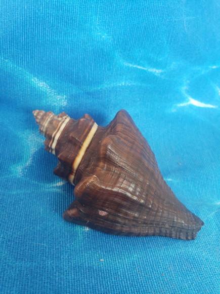 Concha do mar cod 34 Voluta