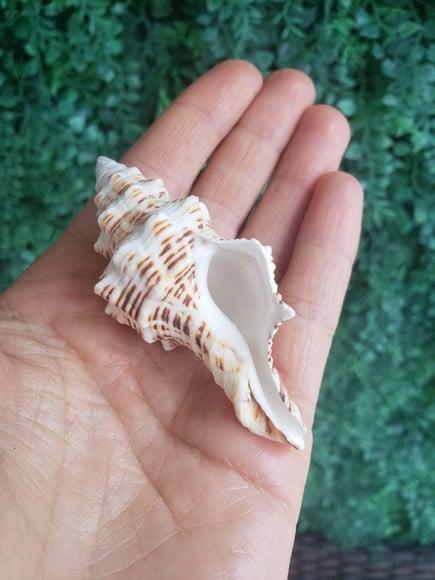 Concha do Mar Cod 39