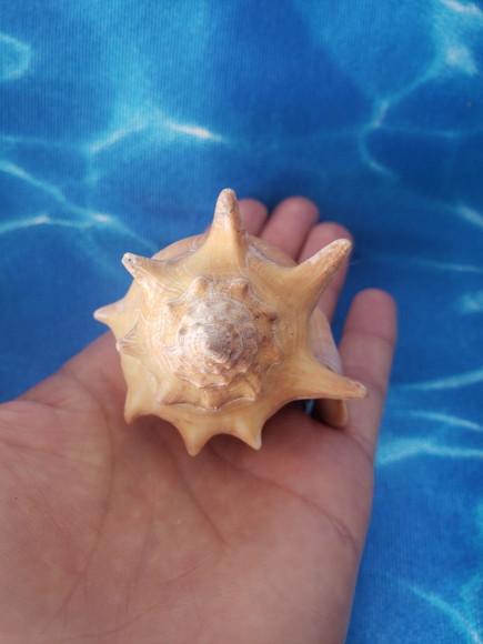 Concha do Mar Cod 38