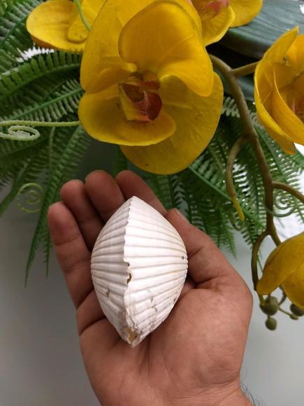 Concha do Mar Cod 59