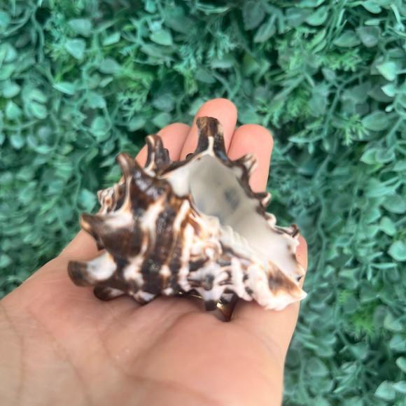 Concha do Mar Cod 7 Vasum Turbinellus