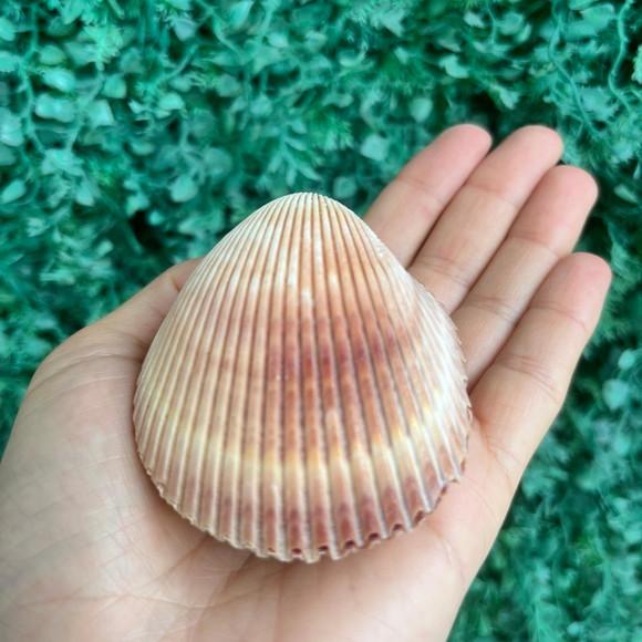 Concha do Mar Cod 81