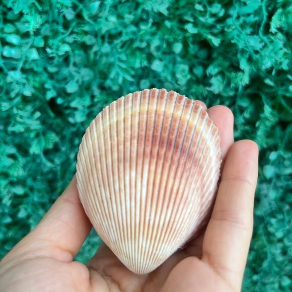 Concha do Mar Cod 81