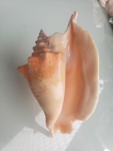 Concha do Mar Cod 89 Galus