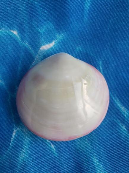 Concha do mar codakia cod 13