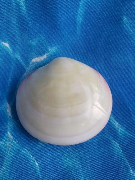 Concha do mar codakia cod 13