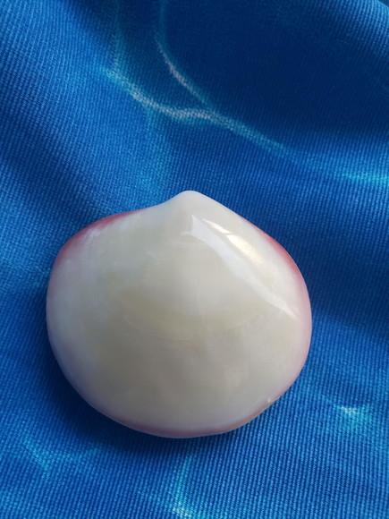 Concha do mar codakia cod 15