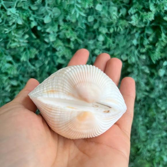 Concha do Mar Cod 99