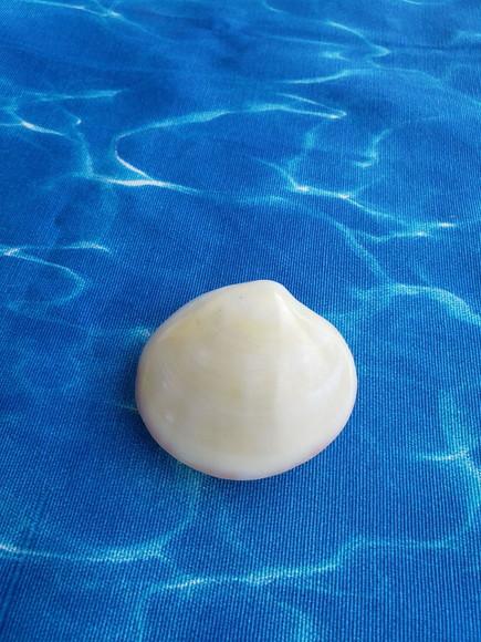 Concha do Mar Codakia Cod 18