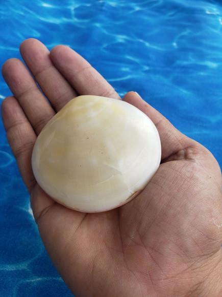 Concha do Mar Codakia Cod 18