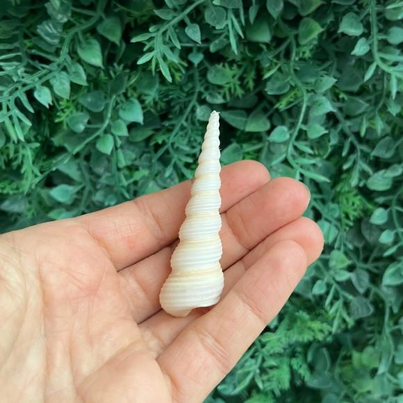 Concha do Mar Conus Cod 25