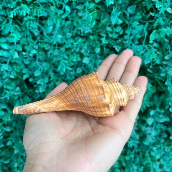 Concha do Mar Conus Cod 85