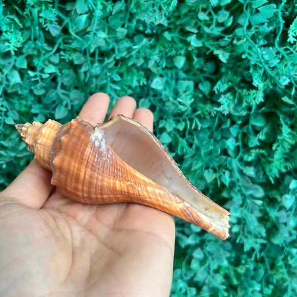 Concha do Mar Conus Cod 84