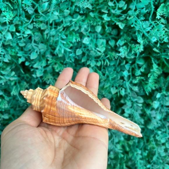 Concha do Mar Conus Cod 85
