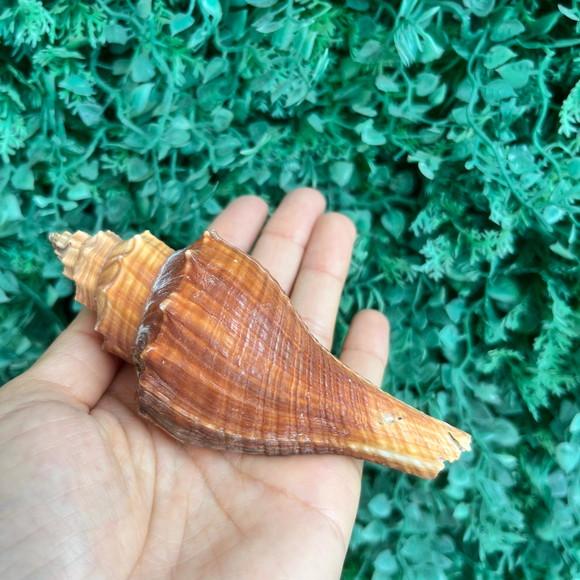 Concha do Mar Conus Cod 84