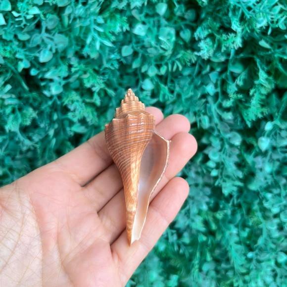 Concha do Mar Conus Cod 87