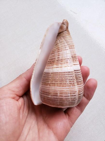 Concha do mar Conus figulinus 05