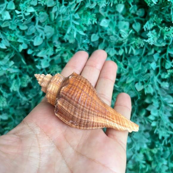 Concha do Mar Conus Cod 86