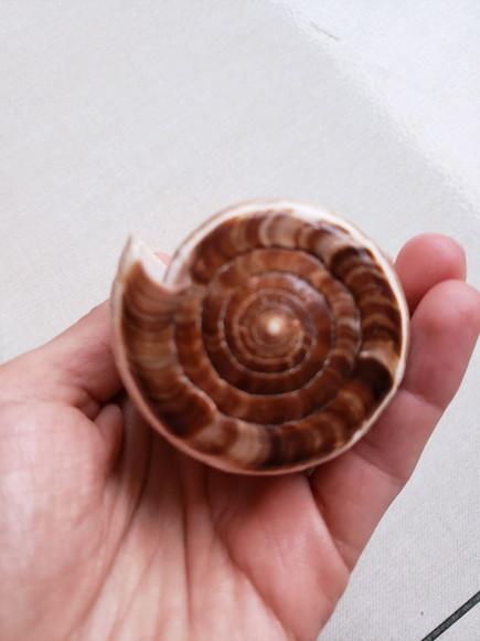 Concha do mar Conus figulinus 05