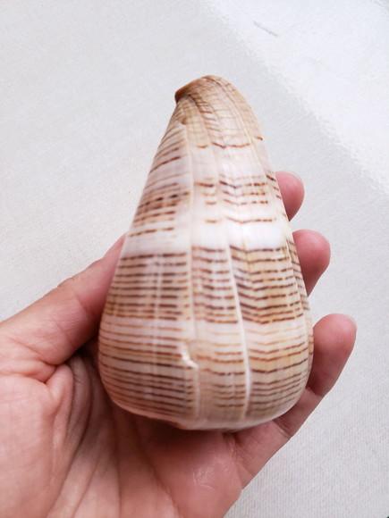 Concha do mar Conus figulinus 05