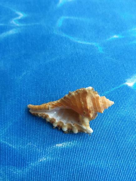 Concha do Mar Cymatium femorale 12