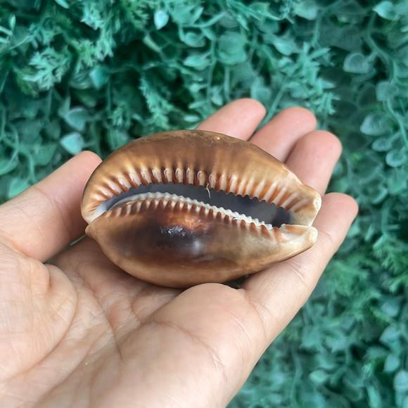 Concha do Mar Cypraea Mauritiana 01