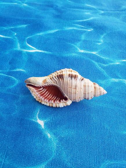Concha do Mar Cynatium Pileare Cod 12