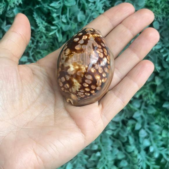 Concha do Mar Cypraea Mauritiana 01