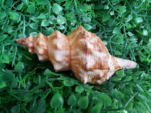 Concha do Mar Fusinus Cod 22
