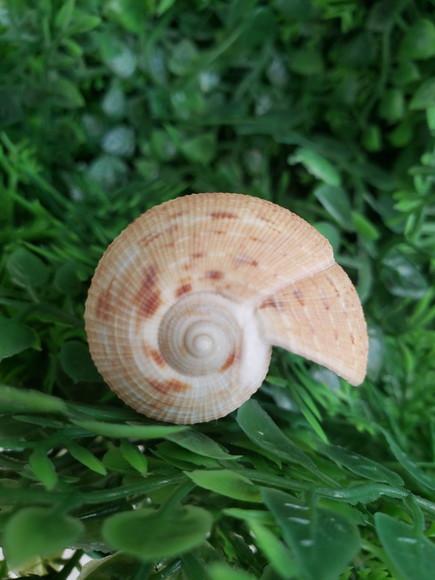 Concha do mar Ficus gracilis cod 24