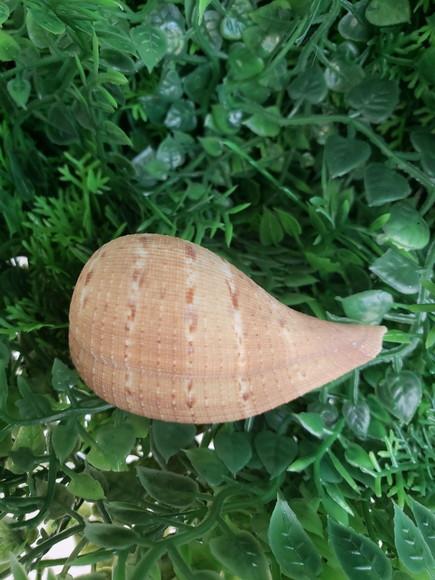 Concha do mar Ficus gracilis cod 24