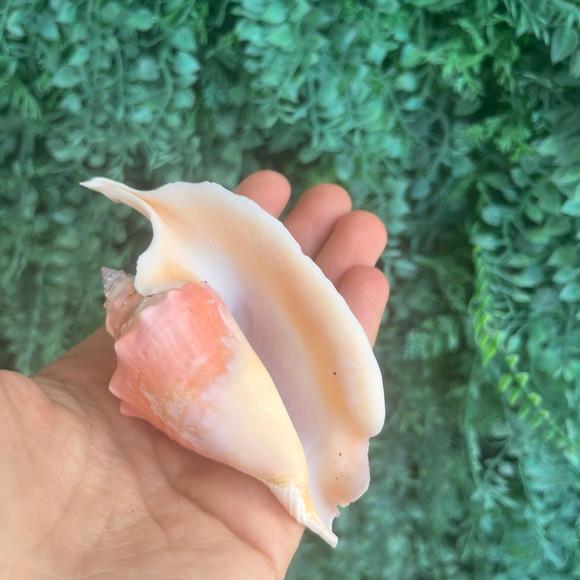 Concha do Mar Galus Cod 09