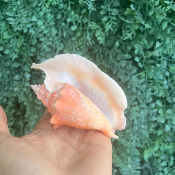 Concha do Mar Galus Cod 08