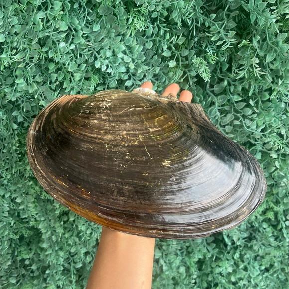 Concha do Mar Gg 25,5 cm