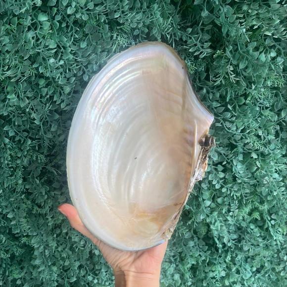 Concha do Mar Gg 25,5 cm